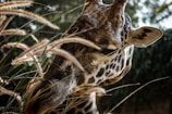 Close-up of a guide’s hand gently pointing out a distant giraffe against a backdrop of soft earth tones.