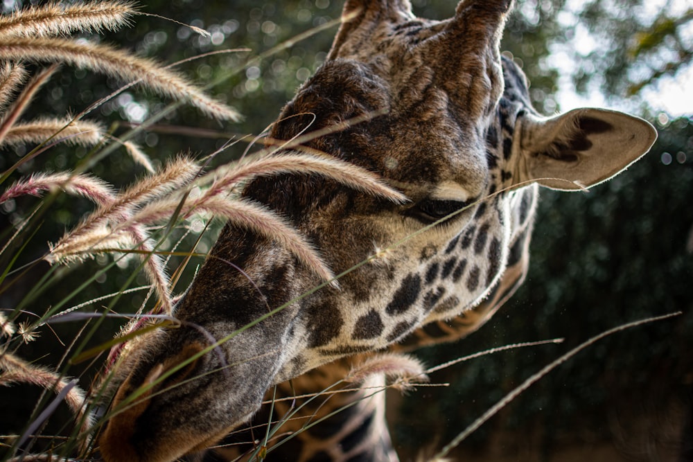 a giraffe eating leaves