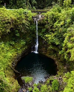 Akaka Falls State Park in a forest