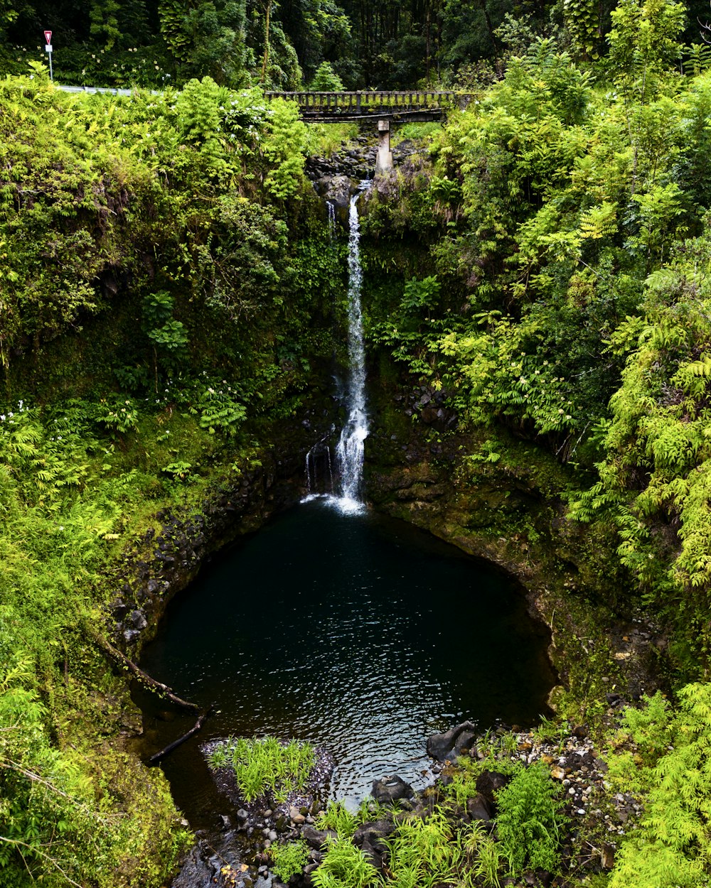 Akaka Falls State Park in a forest