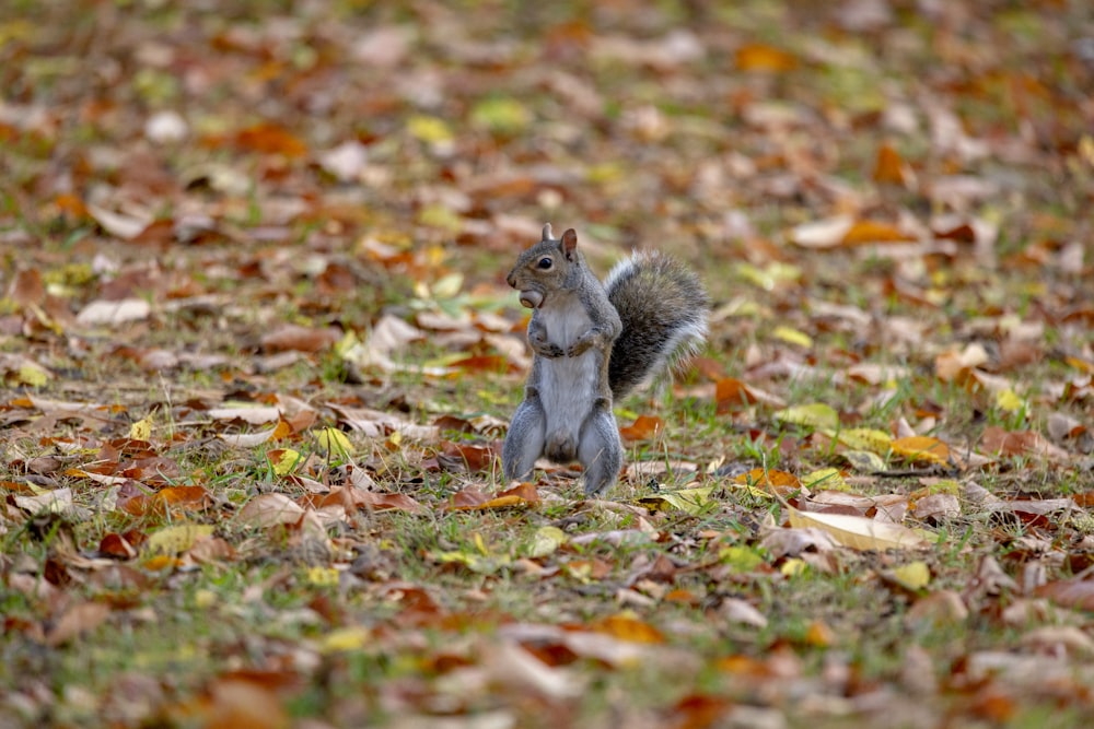 a squirrel standing on grass