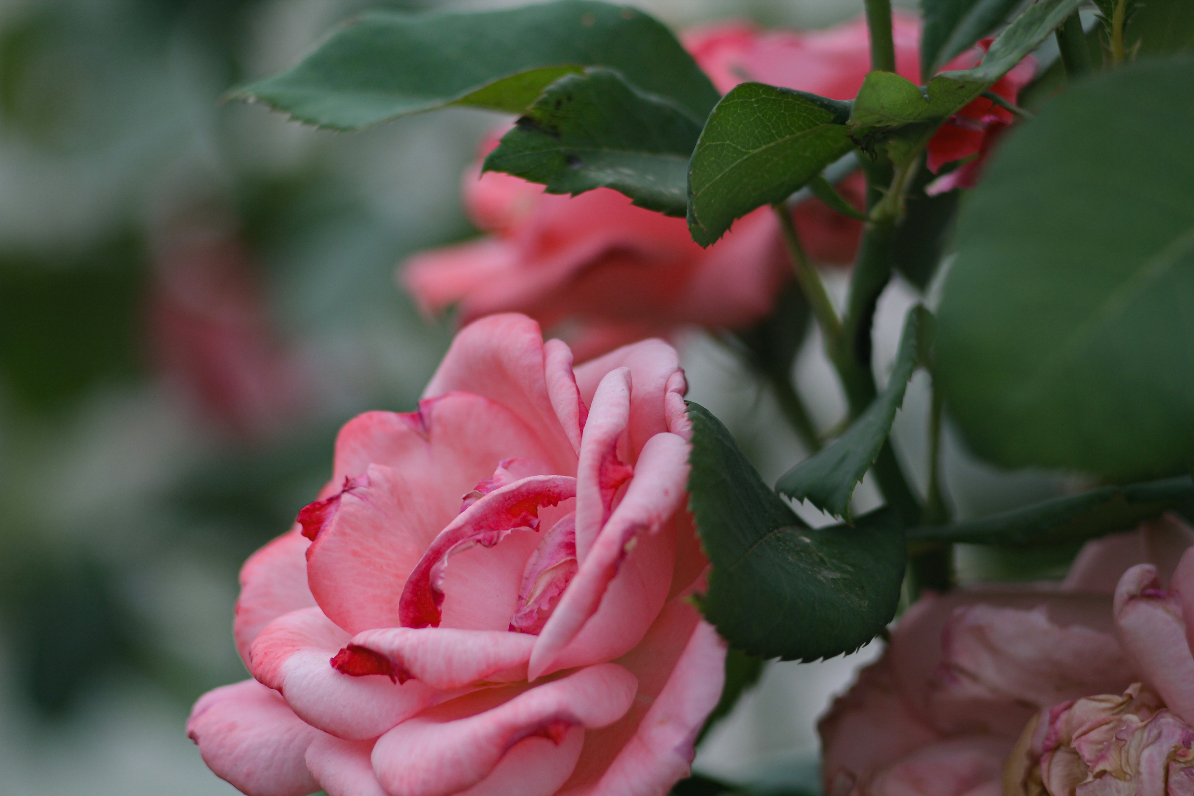 Photo by polinamalilo