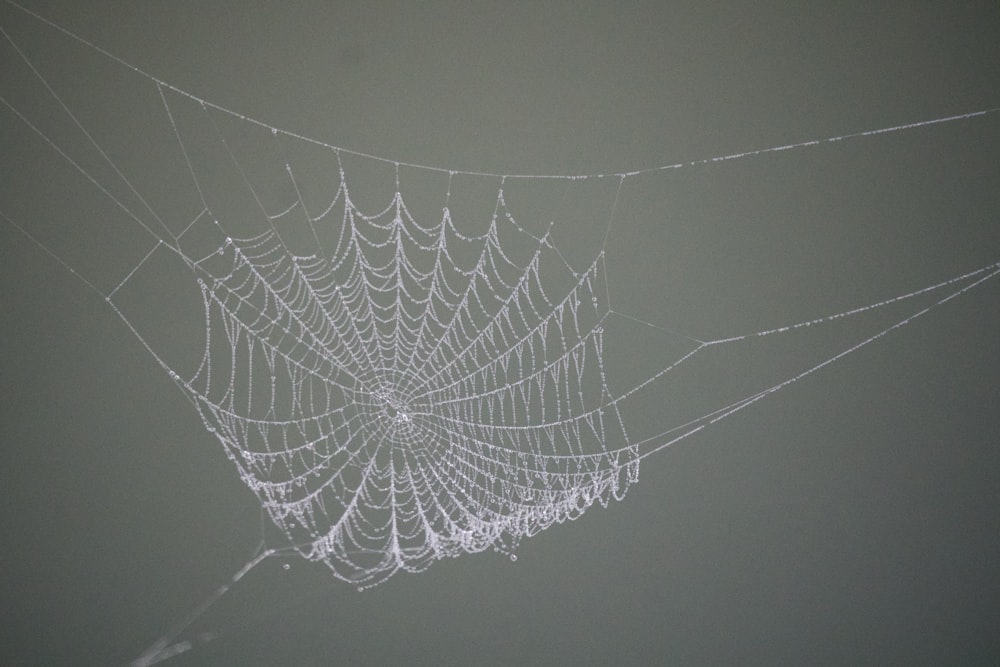 a spider web with a spider web