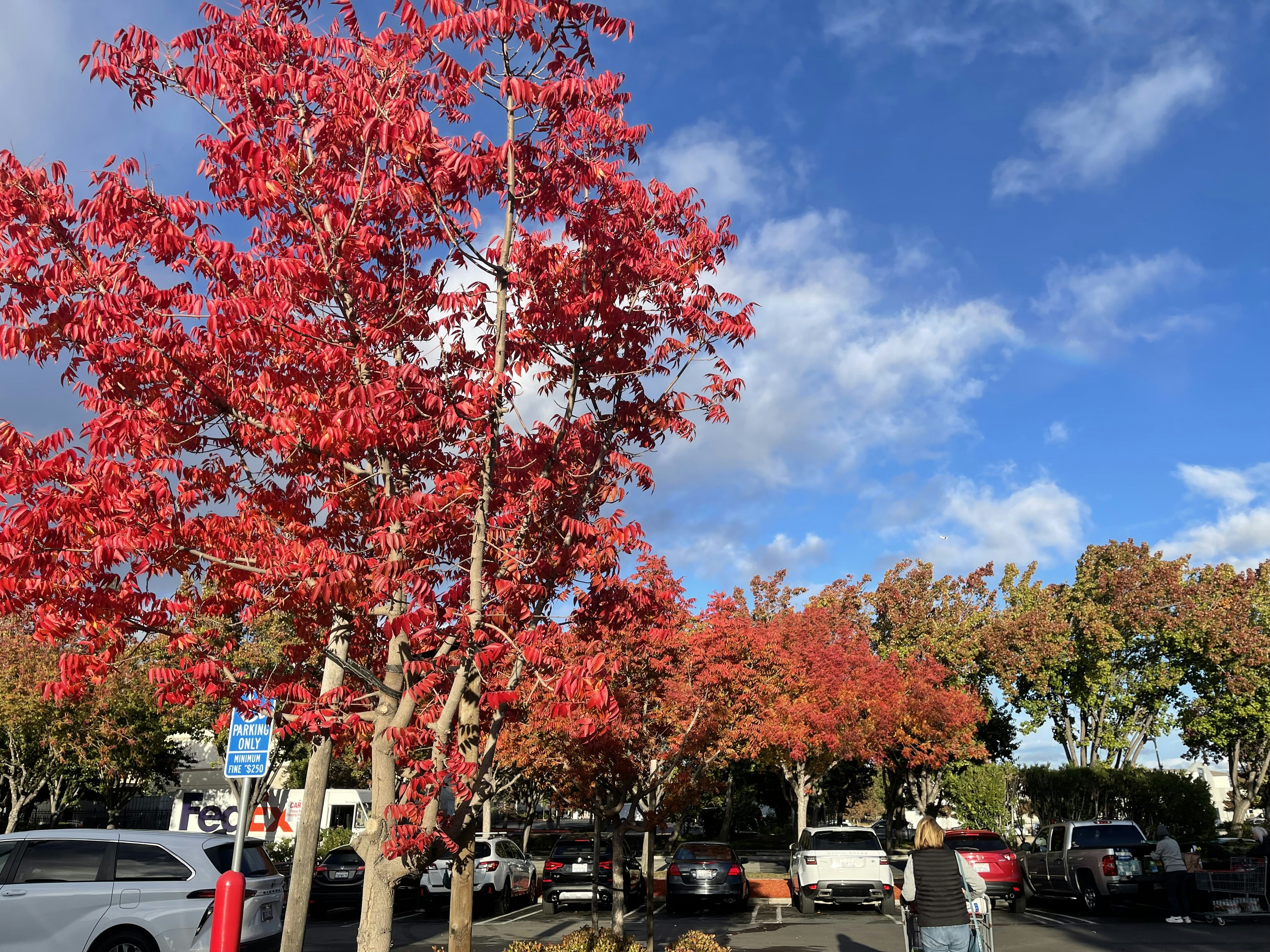 a group of trees with red leaves