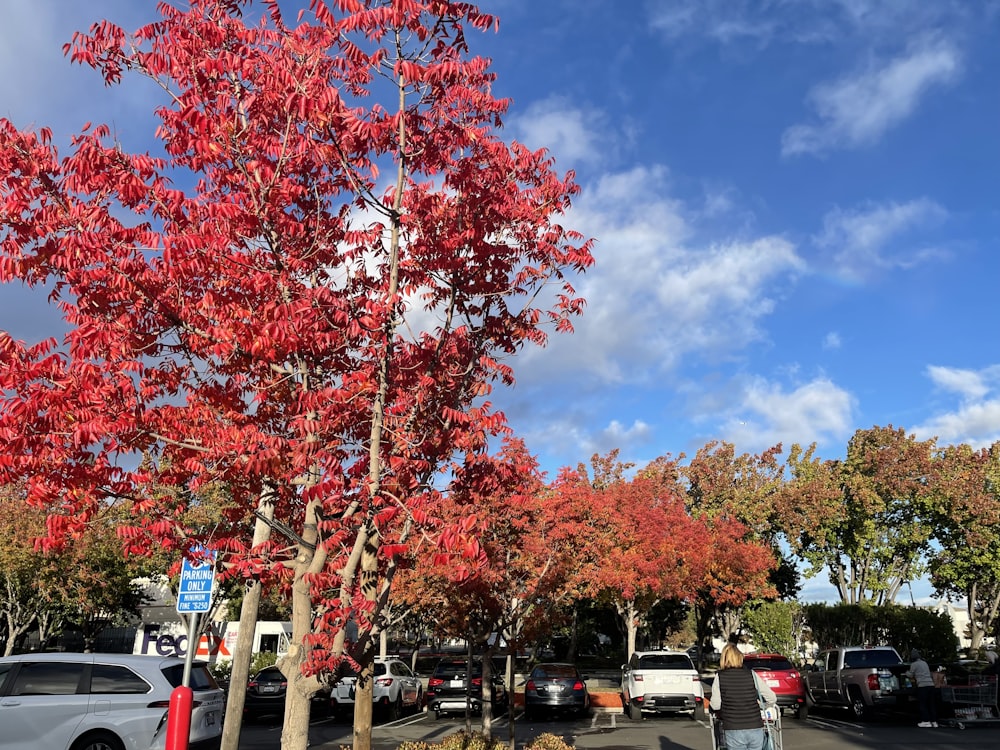 a group of trees with red leaves