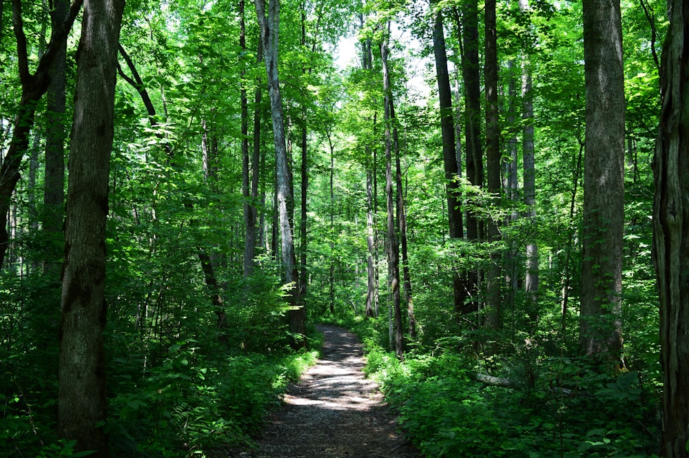 a dirt path through a forest