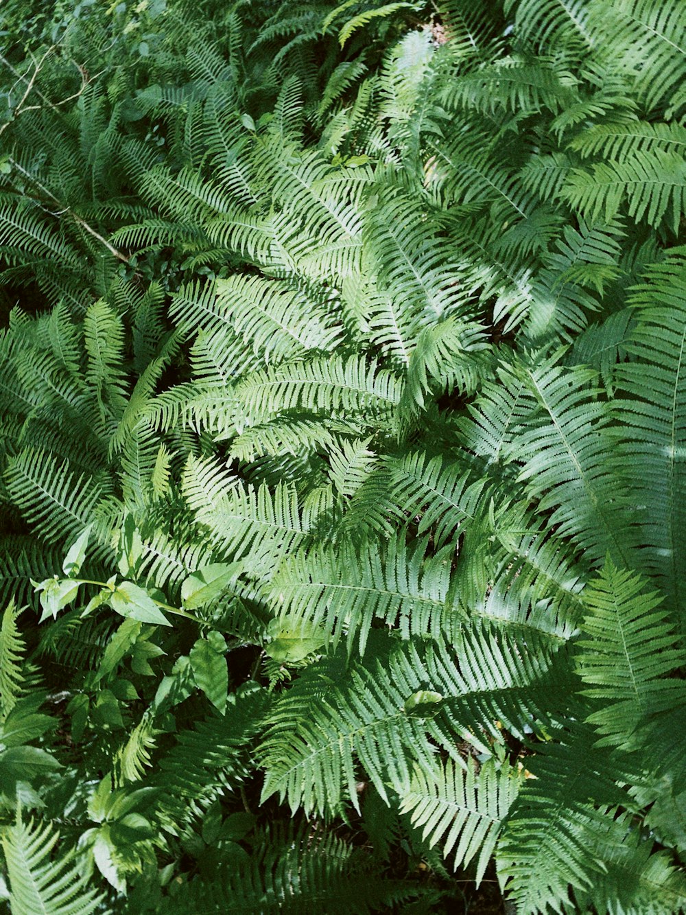 a close-up of a tree