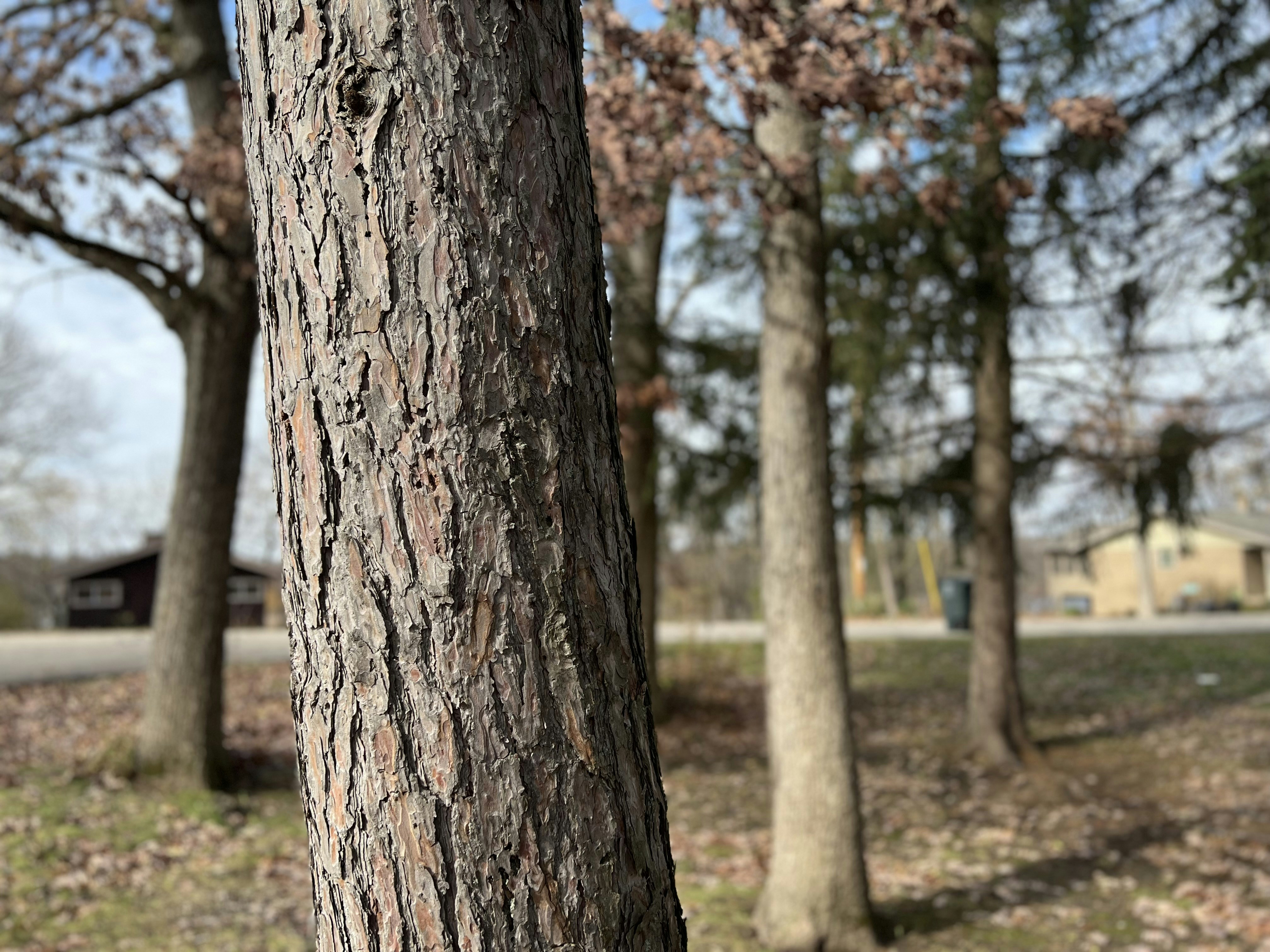 Photo by apaturairis