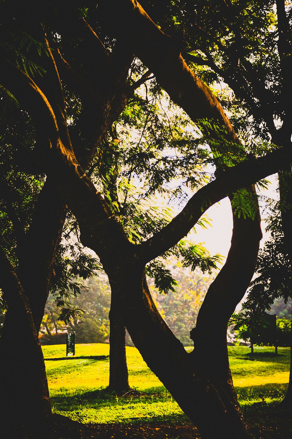 a tree with many branches