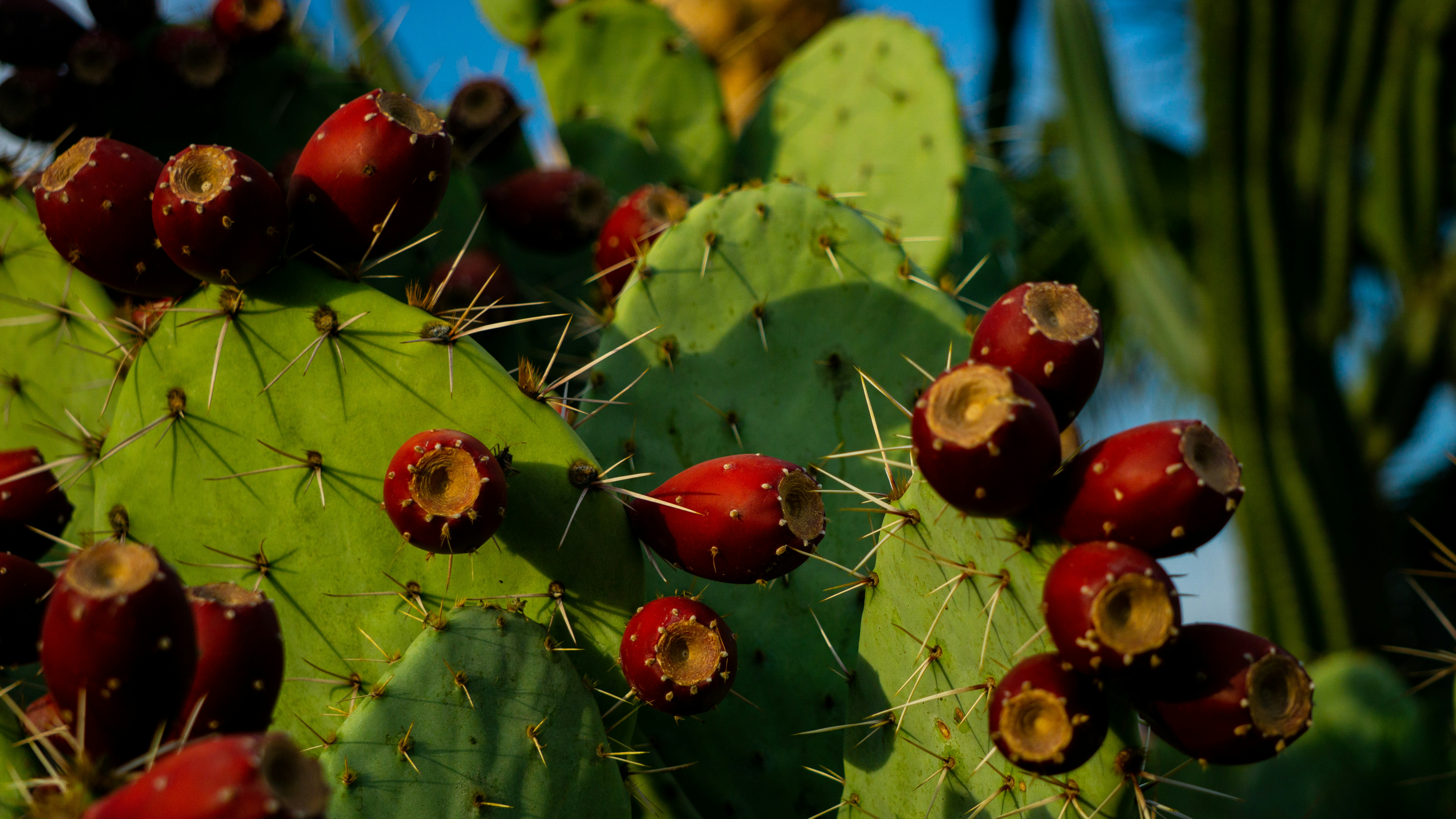 a close up of some berries