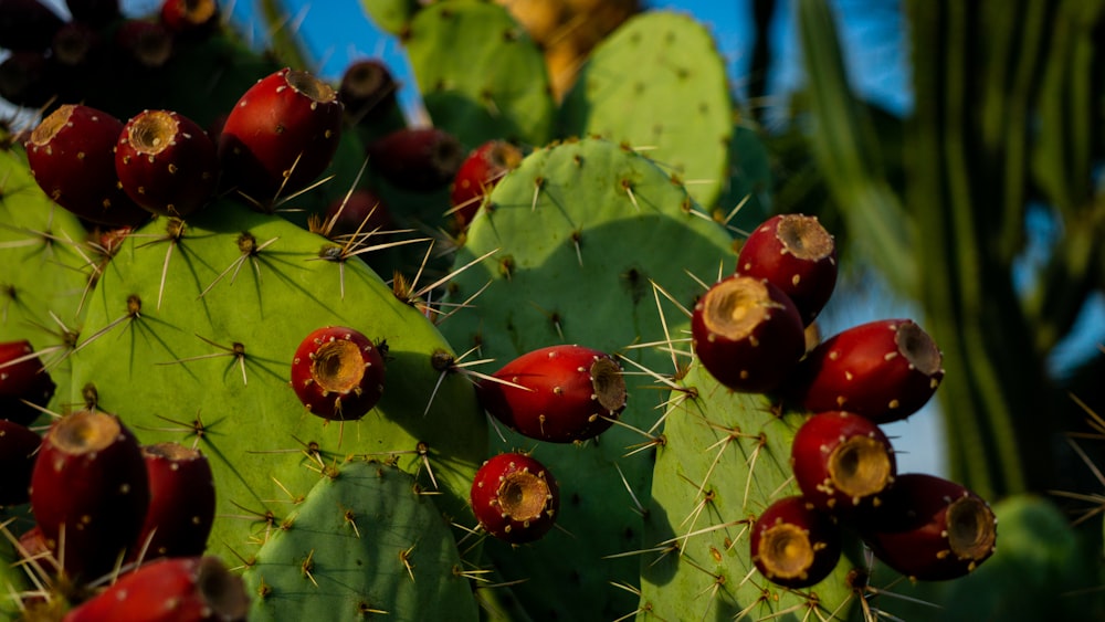 a close up of some berries