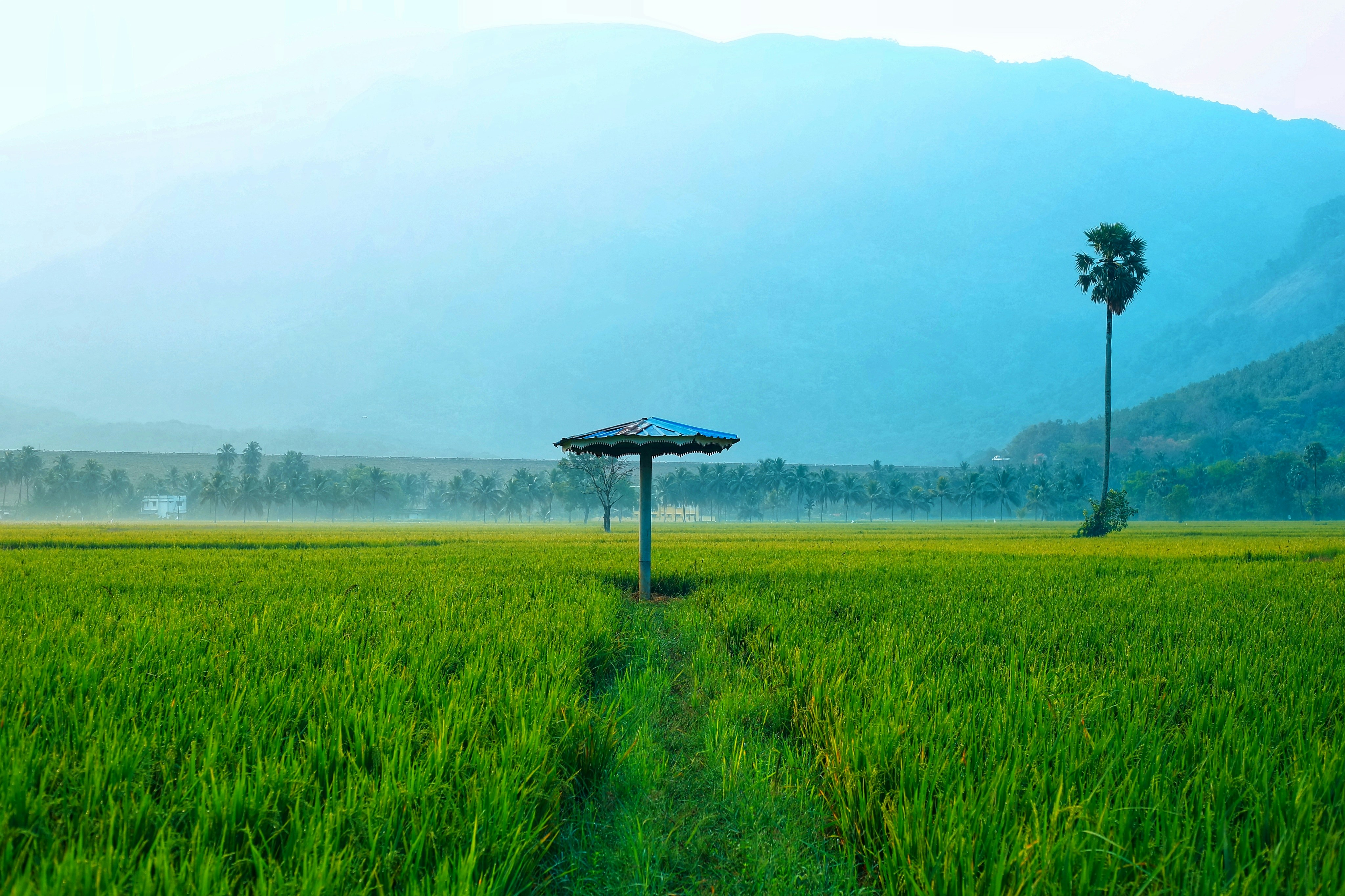 ein Grasfeld mit einem Baum und einem Gewässer im Hintergrund