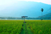 The Complete Travel Guide to Palakkad: Everything You Need to Plan Your Trip