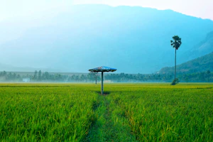 Palakkad