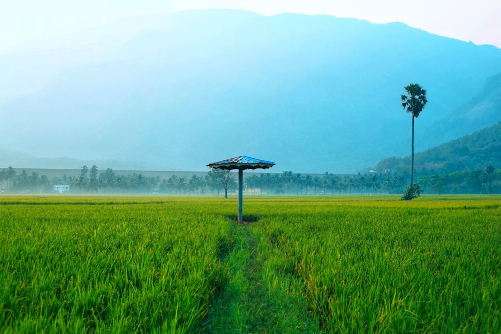 a field of grass with a tree and a body of water in the background