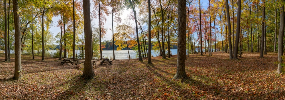 a forest with trees and a body of water in the background