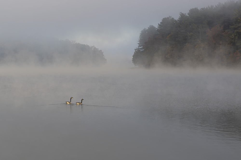 a couple of boats on a lake