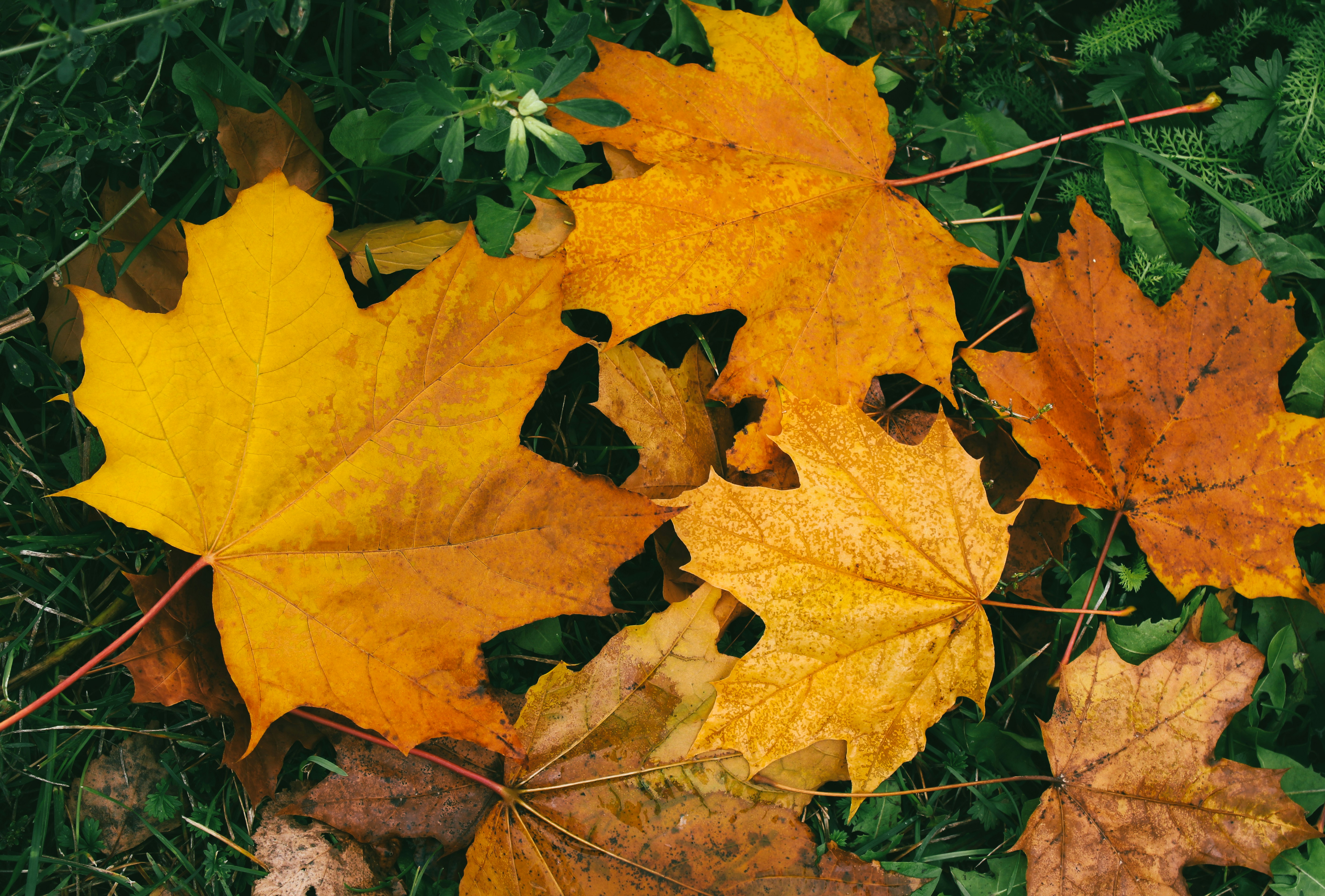 Photo by slenderamigo