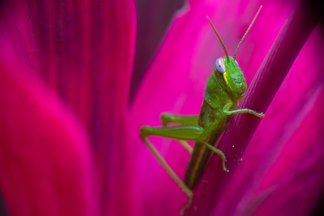 moses in cradle pests, plant pests, a green insect on a pink flower