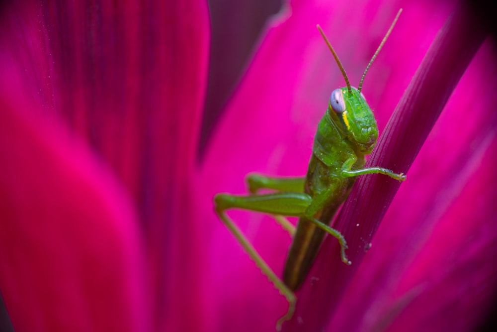 a green insect on a pink flower