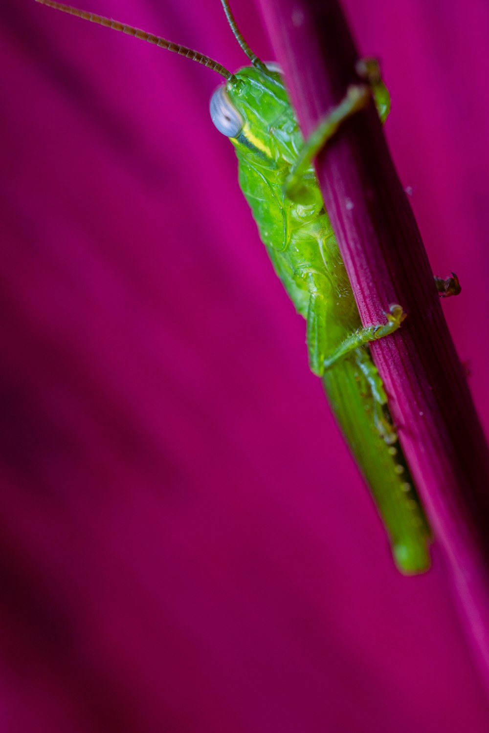 a green insect on a red surface