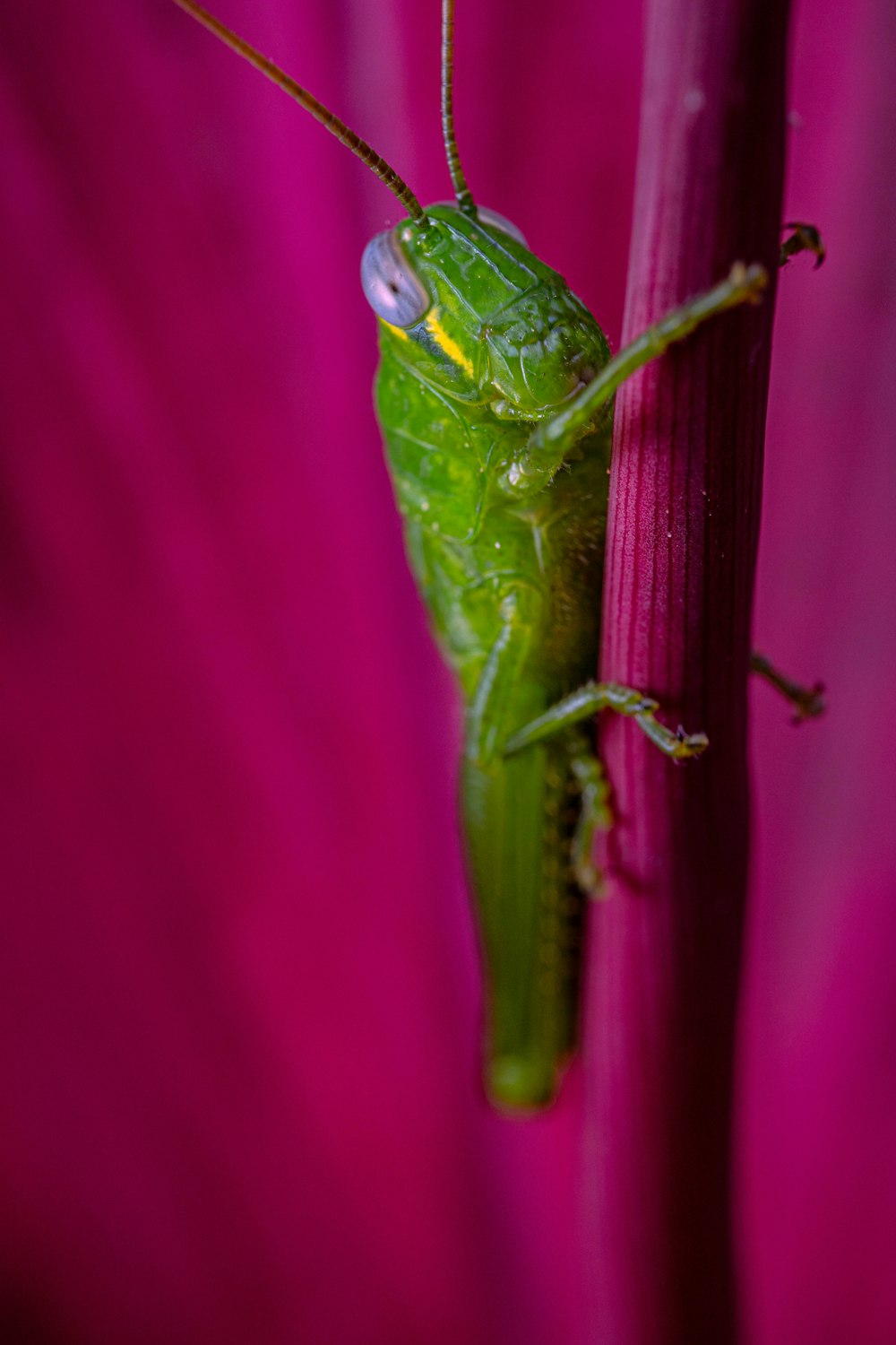 a green insect on a red surface