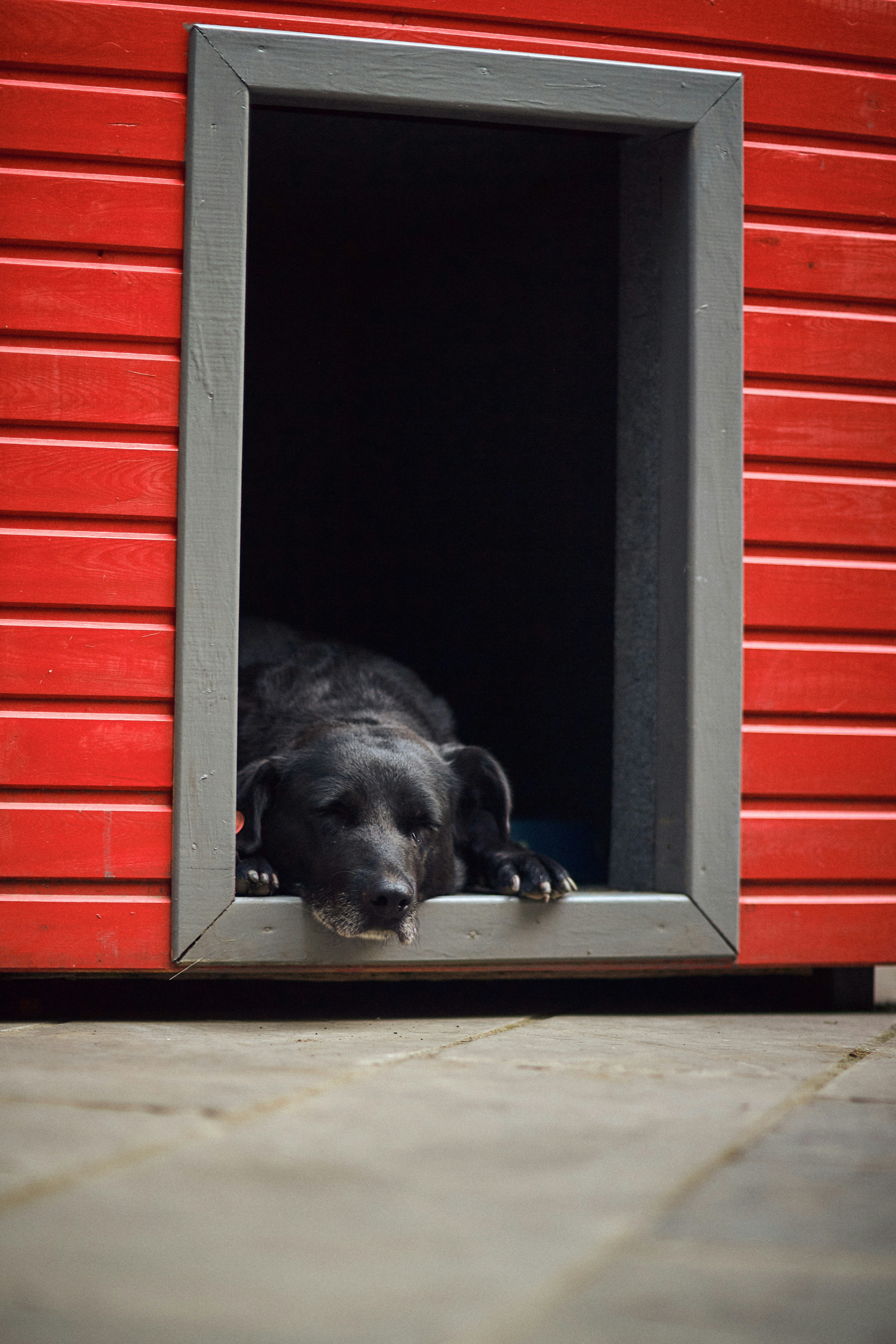 dog_resting_in_crate