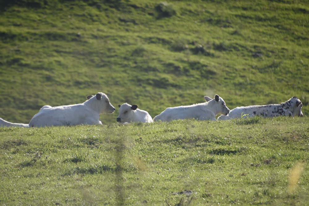 a group of cows laying in a field