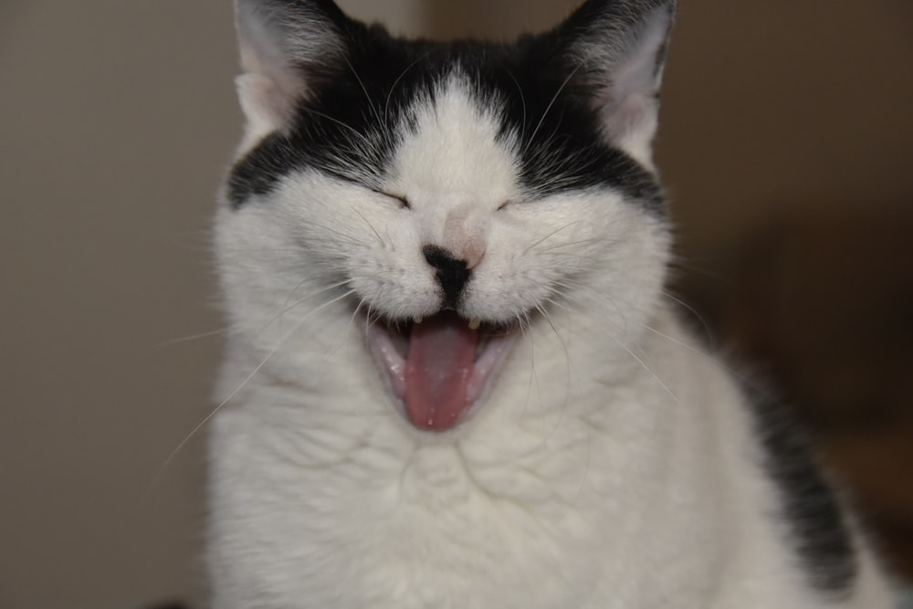 Un gatto con la bocca aperta