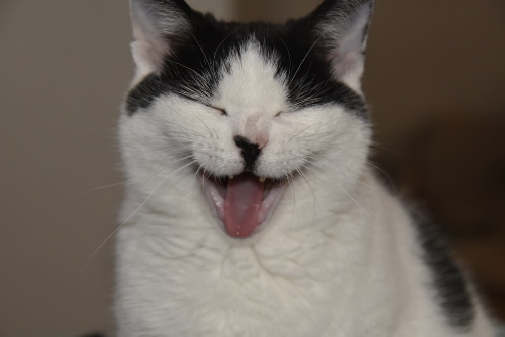 a cat with its mouth open