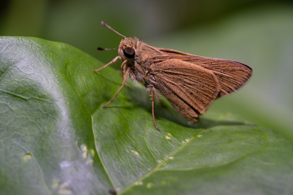 un papillon brun sur une feuille verte