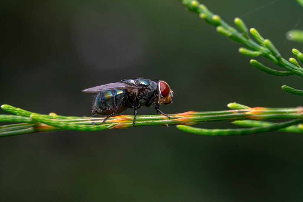 a fly on a leaf