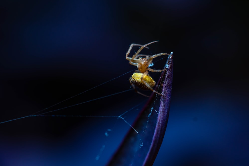 a close-up of a bug