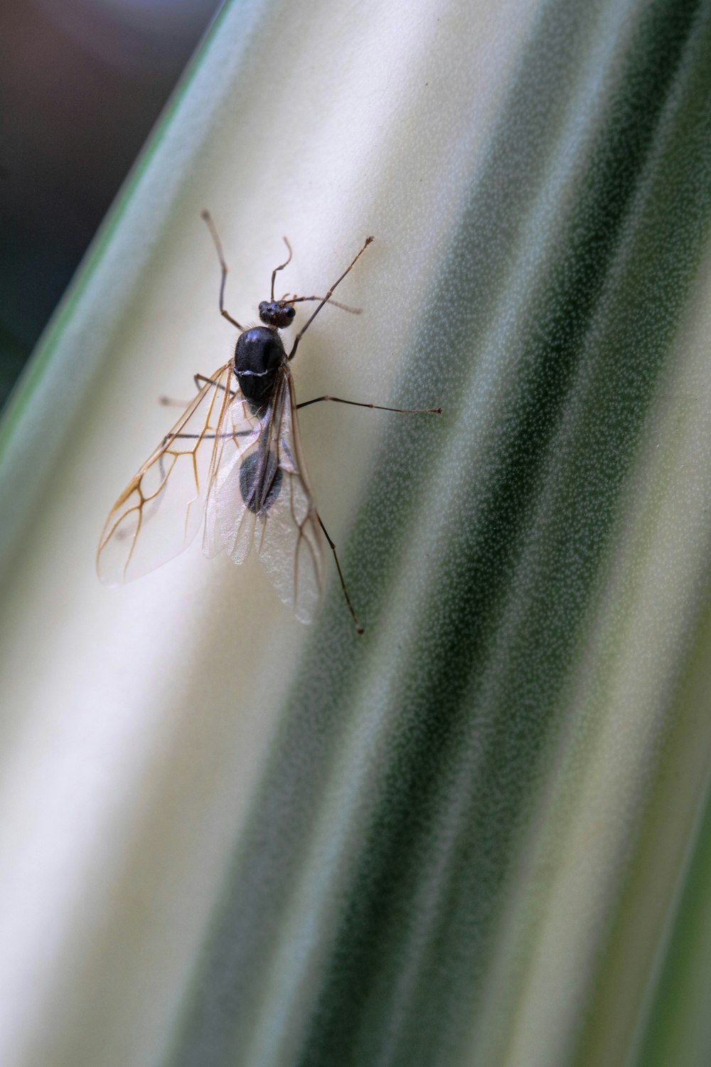 a black bug on a leaf