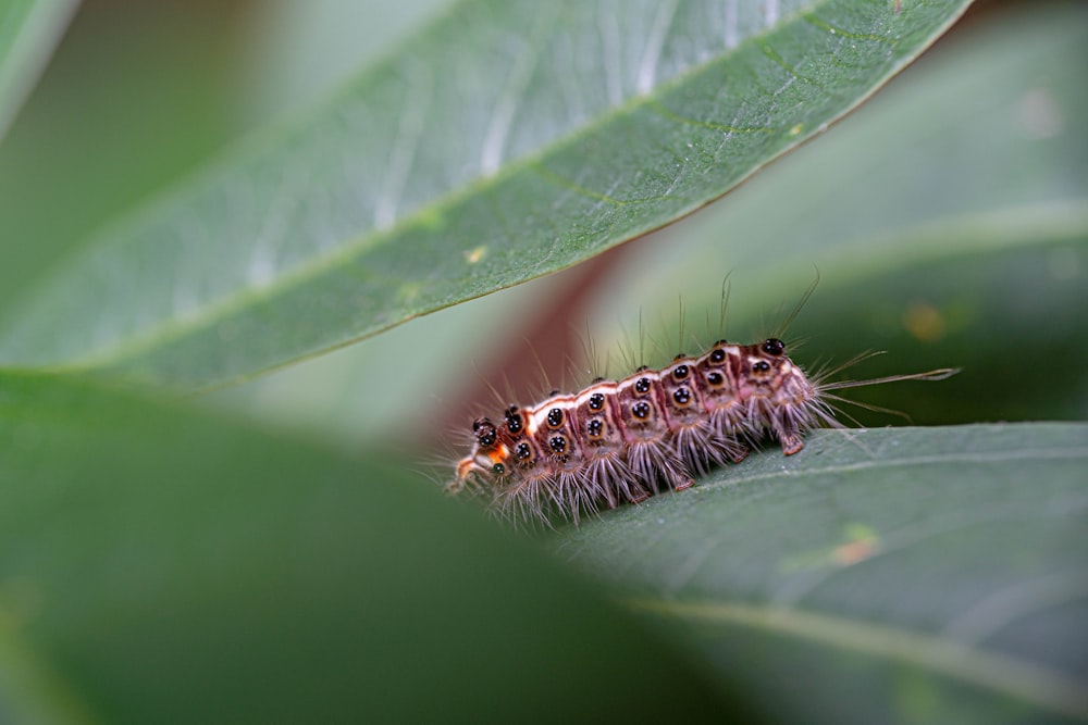 a close up of a bug