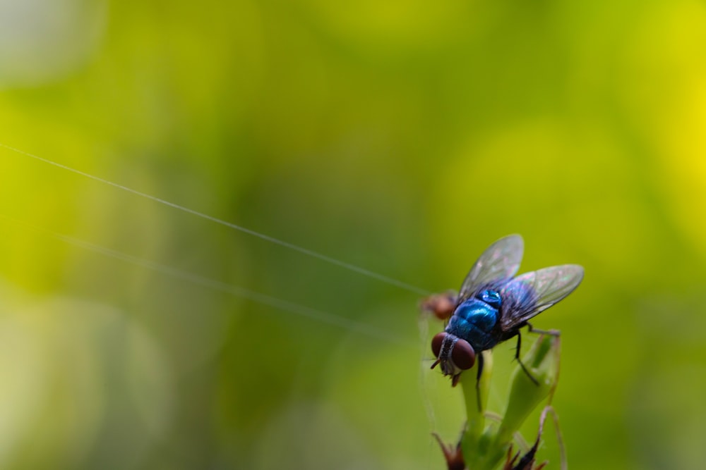 a fly on a plant