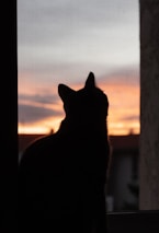A silhouette of a cat sitting by a window at sunset.