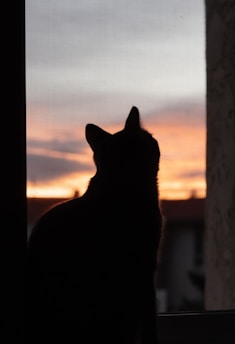A silhouette of a cat sitting by a window at sunset.