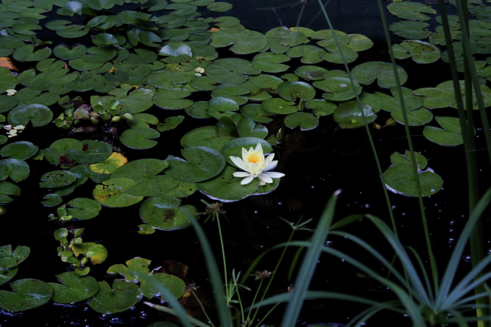 a flower in a pond