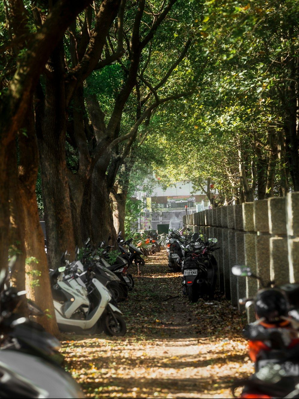 a group of motorcycles parked next to a tree