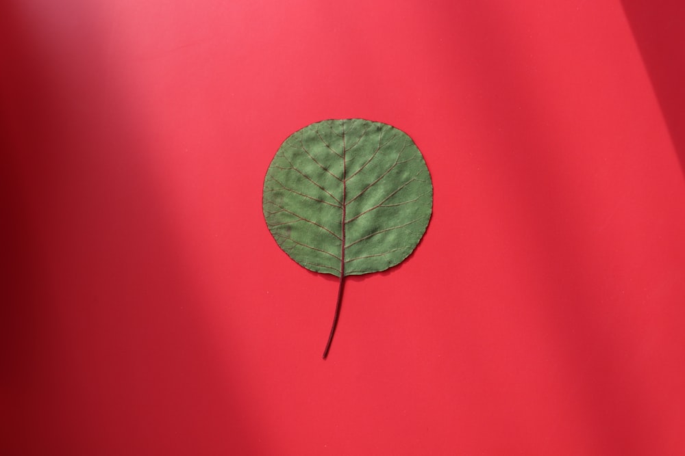 a green leaf on a red background