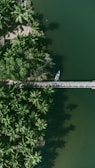 a group of trees and a body of water
