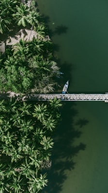 a group of trees and a body of water
