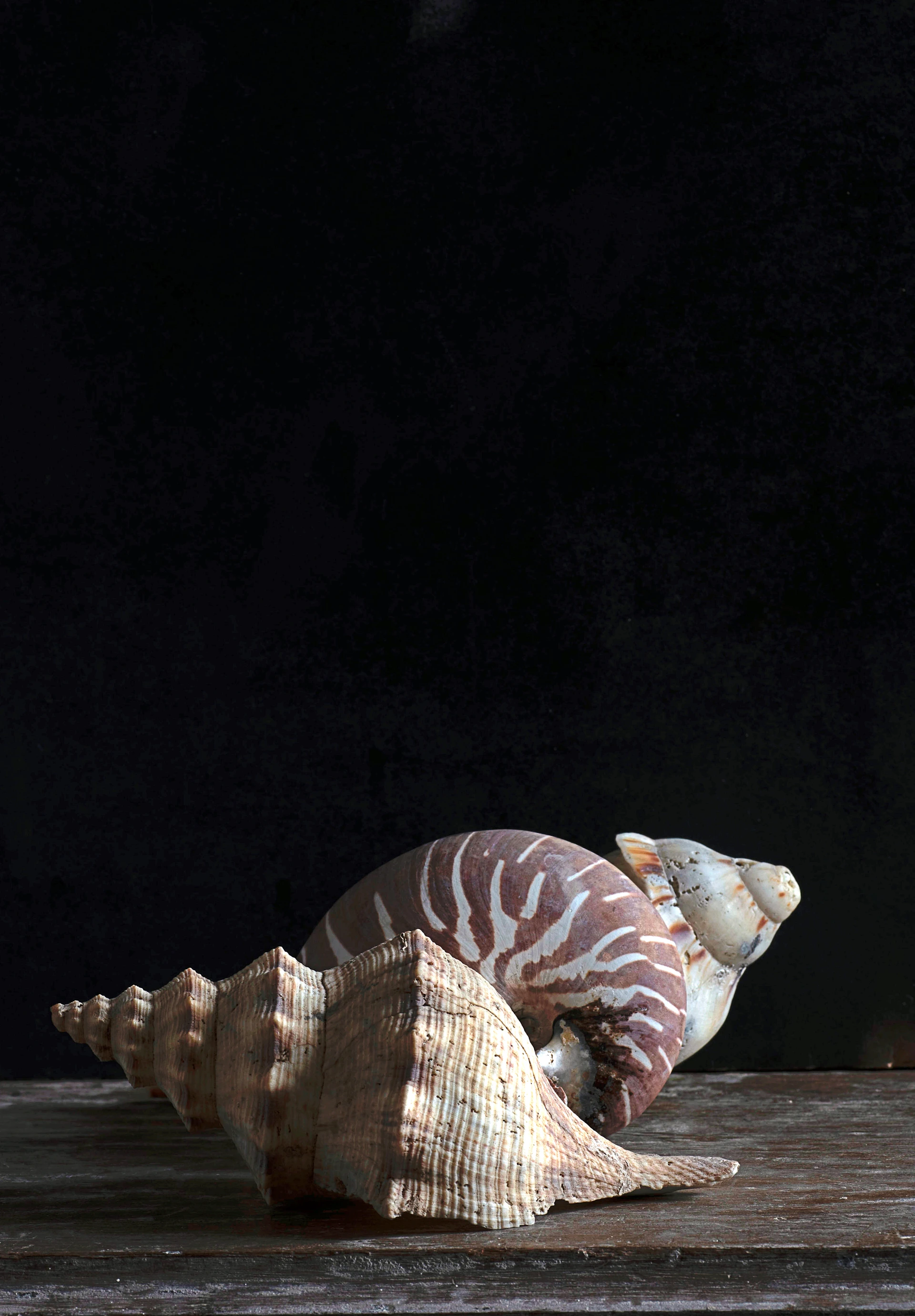 a turtle on a wood surface