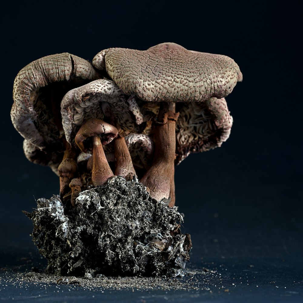 a group of mushrooms on a rock