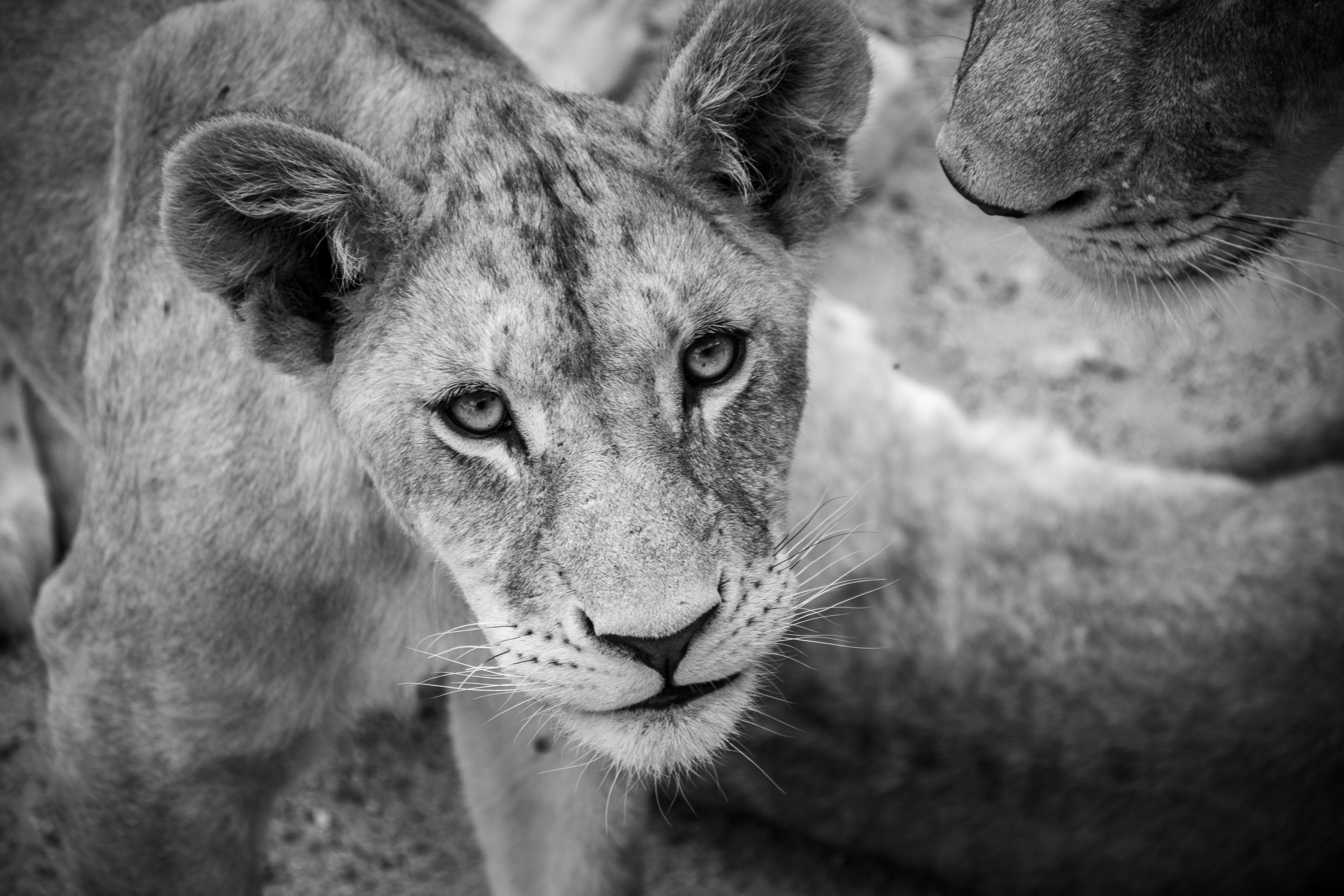 Photo by kaitlindeim