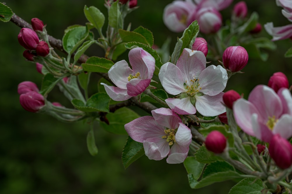 a close up of flowers