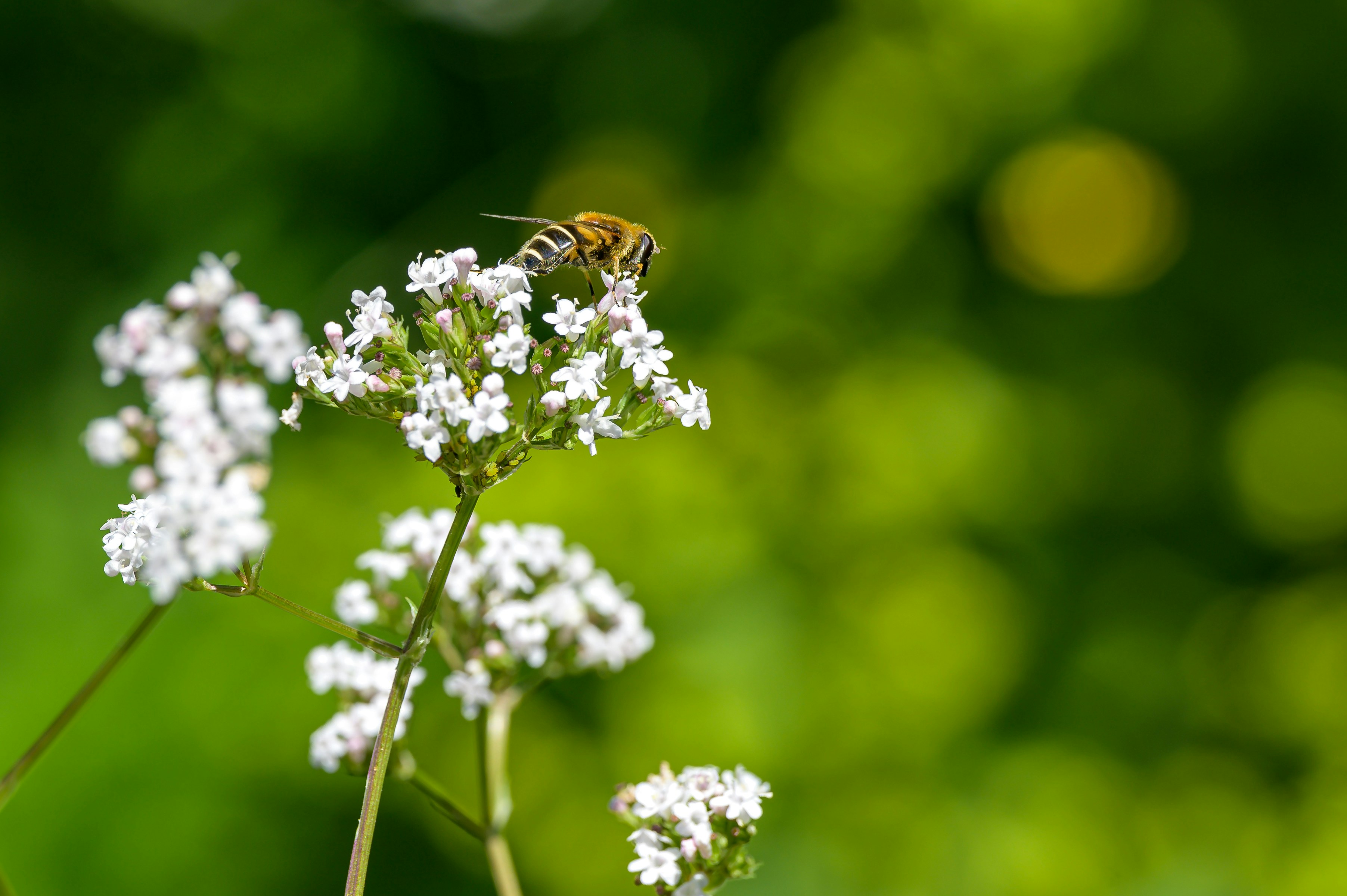 Photo by hans_leuzinger