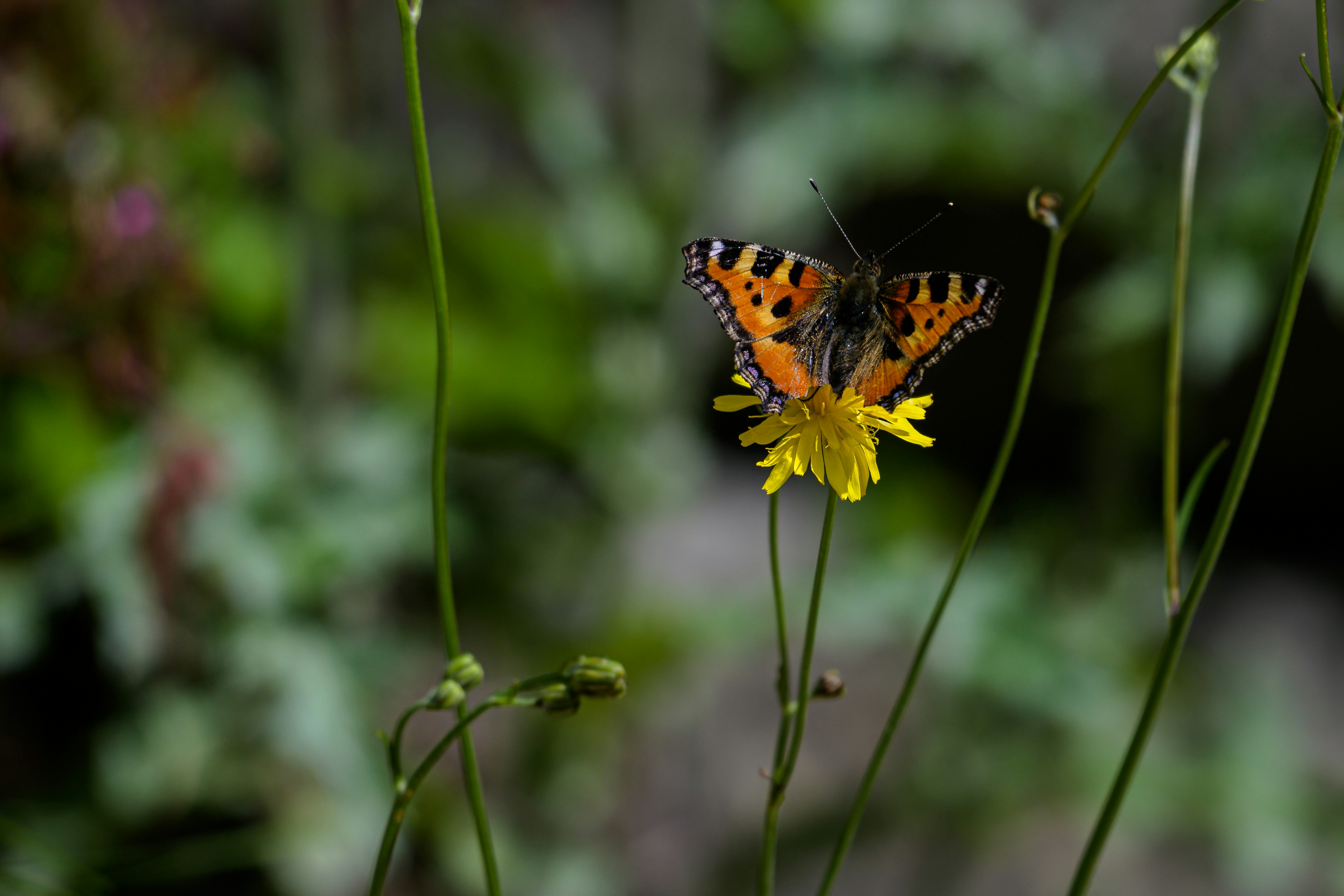 Photo by hans_leuzinger