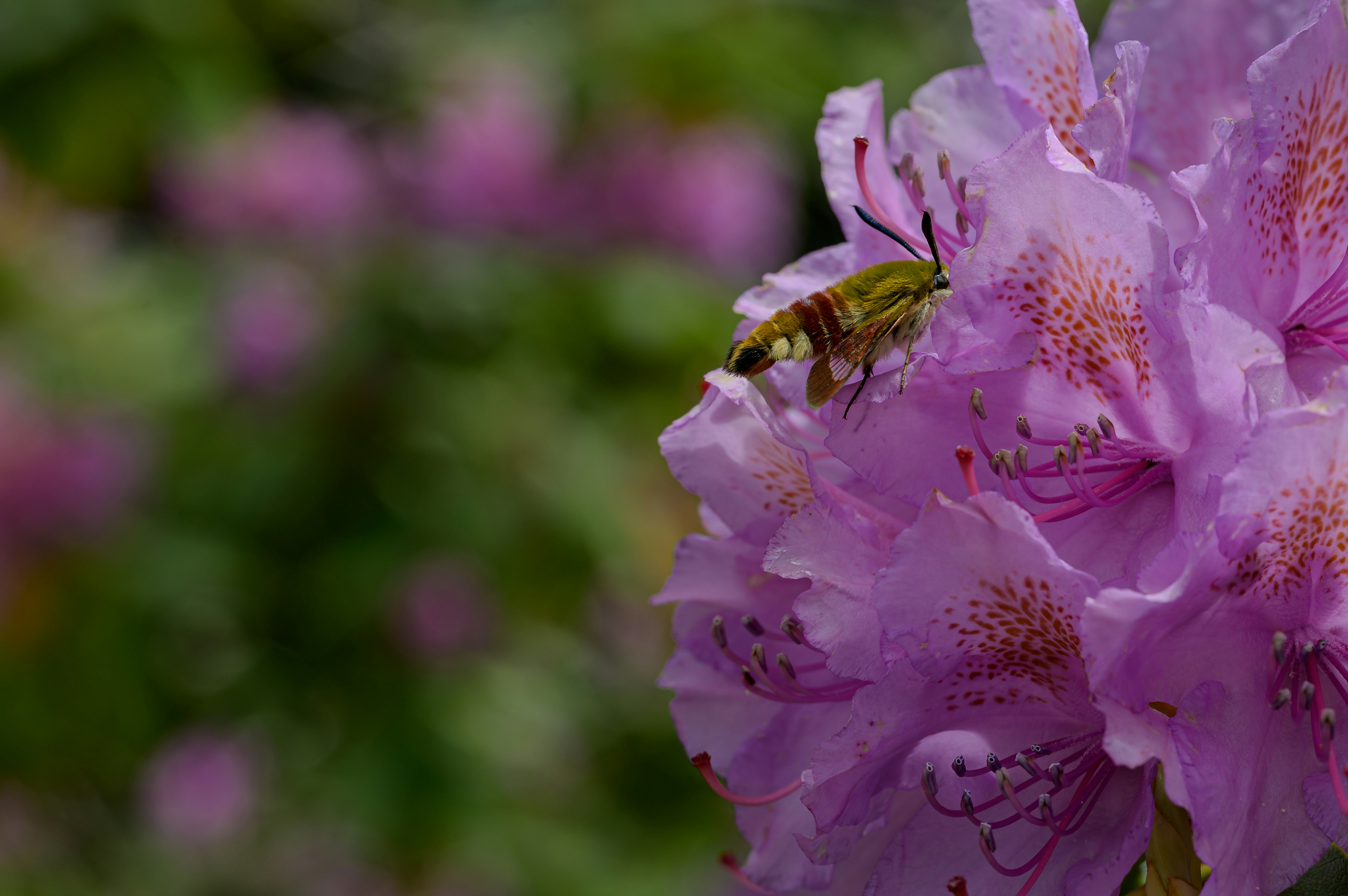 Photo by hans_leuzinger